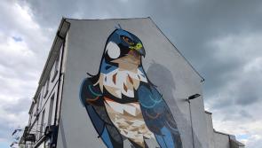 BIG READ: Birds of a feather flock together on Thurles walls