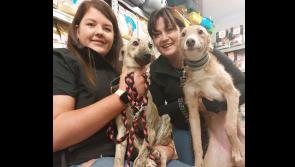 ‘Come meet our doggies,’ as The Haven Rescue host adoption day in Nenagh