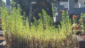 Grave concern over Thurles cemetery