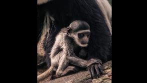 Tipp photographer finishes as runner-up in Fota Wildlife competition for rare species snap