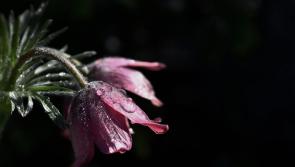 Sadness in Tipperary with passing of mother on Christmas Day