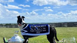 English Derby winner will be paraded at Clonmel Greyhound Stadium