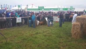 Watch: Pigs complete hilarious obstacle course in world record attempt at National Ploughing Championships