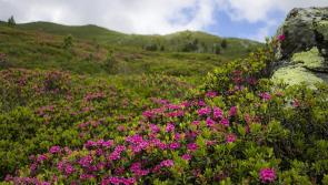 Attention Tipperary/Waterford walkers. Rhododendron Walking Festival AGM notice