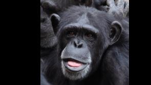 This night next week one Tipperary village will go 'ape' big-time with its fundraiser