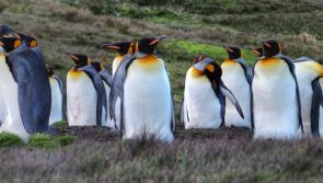 It will be like the Antarctic in one Tipperary village on Thursday night