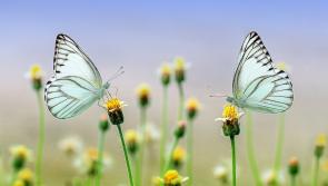  ‘At One with Nature’ photography exhibition opens in north Tipperary village