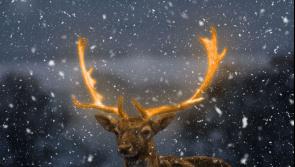 Tipperary villagers very angry after Christmas reindeer damaged in wanton act of vandalism