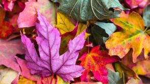 Autumn returns to Tipperary - Cashel Flower and Garden Club are back