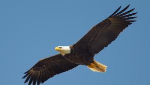 The Eagles are returning to Tipperary in 2024 