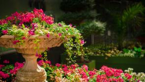 A treat in store this weekend for Laois, Tipperary, Offaly and Kilkenny garden enthusiasts!