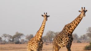 Two Tipperary women head for Africa on volunteer programme with 'SERVE'
