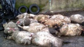 HORRIFIC: Tipperary gardaí investigating another sheep kill in the Premier County