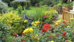 Mullinahone to plant a Community Garden