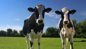 Tipperary liquid milk producers urged to attend milk rally