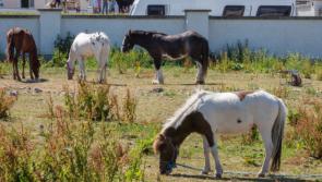 Accident in Tipperary highlights the dangers posed by loose horses on roads 