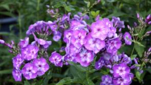 Open Day treat in store in July for Tipperary gardening enthusiasts