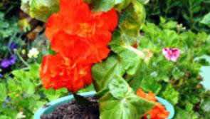 Kilsheelan Tidy Towns Garden Open Day Fundraiser