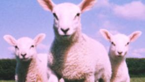 SuperValu hopes to sell over 225,000 Irish spring lambs