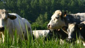 Tipperary farming: Teagasc report highlights profitability challenges, says IFA
