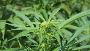 Woman (30s) arrested in relation to seizure of cannabis plants worth €17,000 at county Tipperary house