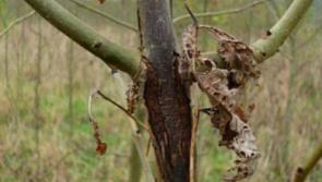 Tipperary council urged to write to landowners requesting them to remove diseased roadside ash trees