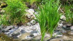 Tipperary councillor describes as 'damning' EPA report into village's wastewater plant