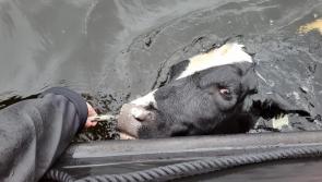 Tipperary sub aqua club members rescue distressed heifer floating in middle of lake