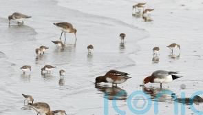 Micheál Martin plans to propose citizens' assembly on loss of biodiversity to Cabinet