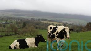 All sectors will have to stretch themselves to meet emissions targets – Martin