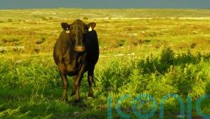 Citizens’ assembly on agriculture the wrong model, says farming group