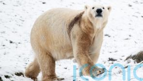 Polar bear kills woman and boy in fatal attack