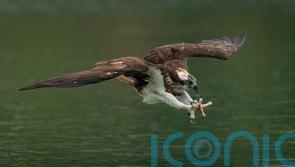 Experts will try to reintroduce ospreys to Ireland this summer