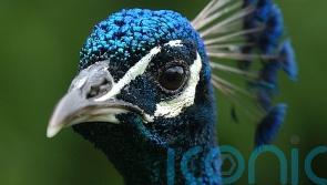 ‘Indefensible’ that housing charity spent funds on enclosure for two peacocks