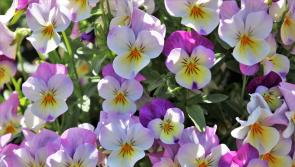 Open Garden Day in Tipperary on Sunday promises to be a lovely day