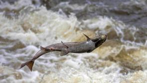 Synonymous with good fishing - Tipperary village gets ready to honour the salmon!