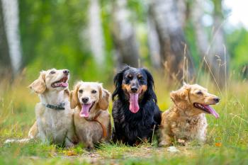 Ireland’s pet industry undergoes a remarkable digital transformation
