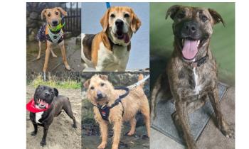 PICTURES: 11 loving dogs seeking a forever home in Tipperary based animal rescue