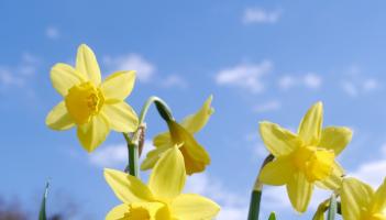 Launch of Daffodil Day is set to take place at a Place4U venue in Tipperary