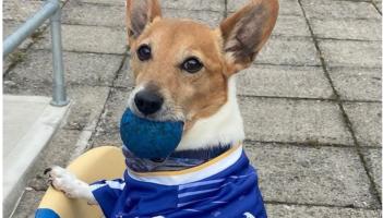PICTURE: Adorable pet in Tipperary gear celebrates last week's win in style
