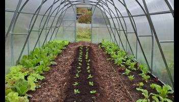 Grow and gather event in Tipperary aims to show how easy it is to grow your own food