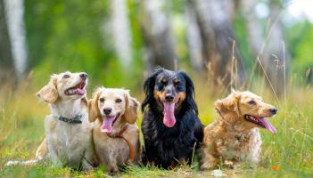 Ireland’s pet industry undergoes a remarkable digital transformation