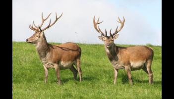 Deer sightings on Tipperary roads prompt safety warning for local motorists