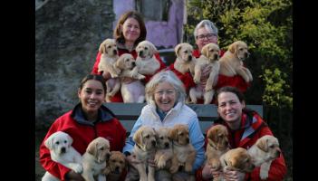 Tipperary labradors give birth to 15-pup 'Superhero' litter