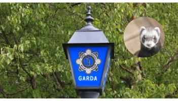 Gardai hunt down Limerick man after ferret was stolen during a burglary
