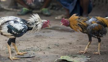 REVEALED: Councillor expresses concerns of cockfighting in Tipperary Town