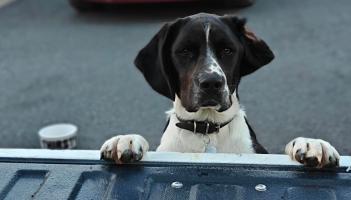 LATEST: Search continues almost one week later for missing dog in Tipperary