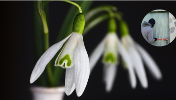 SHOCKING! Flowers planted by council stolen from roadside in Tipperary