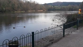 Warning issued over feeding of water birds at lake in Tipperary