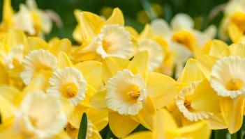 Irish charity appeals for volunteers to assist in fundraising day in Tipperary